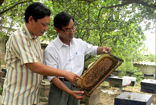Tiếp sức cho nghề nuôi ong