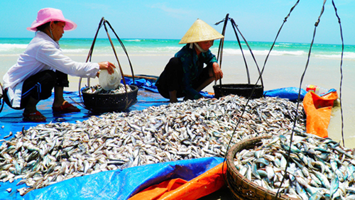 Bộ Y tế tuyên bố hải sản tầng đáy 4 tỉnh miền trung đã an toàn