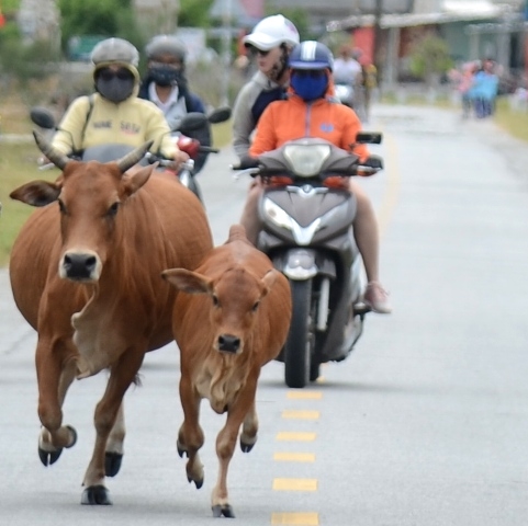 Hương Thủy Chấn chỉnh tình trạng chăn thả gia súc theo chỉ đạo của Chủ tịch UBND tỉnh