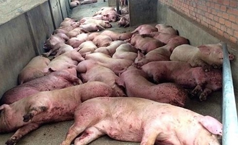 Tạm dừng nhập khẩu thịt lợn có nguồn gốc từ Hungary và Ba Lan