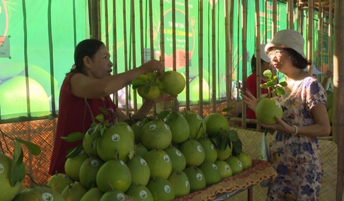 Thuy Bieu’s thanh tra grapefruit gets VietGAP certificate