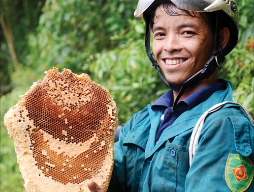 Harvesting forest honey