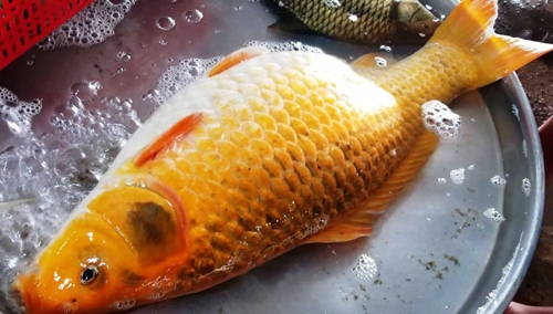 Giant golden carp caught