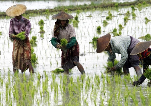 Lào Nghiên cứu sản xuất lúa gạo thích ứng với biến đổi khí hậu