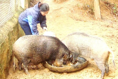 Chàng trai Pa Cô “khai sinh” nghề nuôi lợn rừng