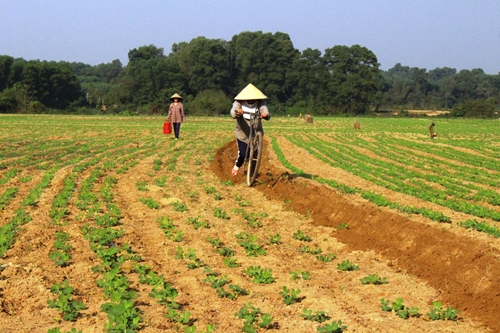 Phong Điền gieo trồng gần 1 000 ha lạc vụ Đông Xuân