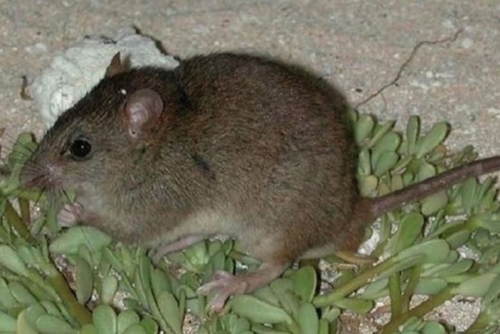 Chuột nâu Úc là động vật có vú đầu tiên tuyệt chủng vì biến đổi khí hậu