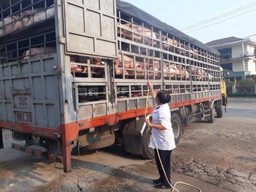 Quảng Điền tích cực phòng ngừa dịch tả lợn châu Phi