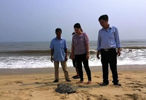 A precious and rare turtle released into marine environment