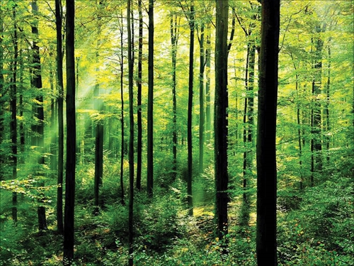 Vai trò của rừng đối với sự sống còn của toàn nhân loại