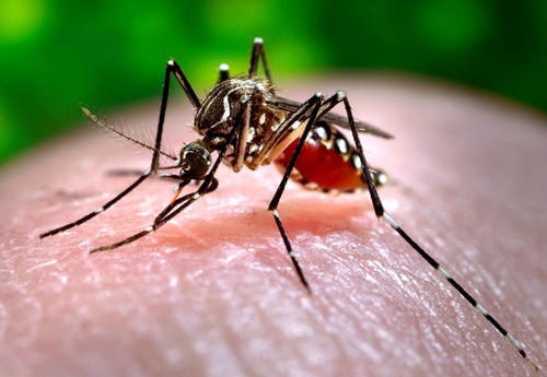 1 triệu người có thể mắc bệnh sốt xuất huyết và Zika vào năm 2080
