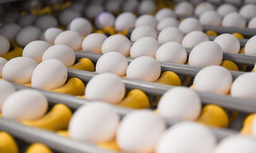Úc phát cảnh báo trứng nhiễm khuẩn salmonella