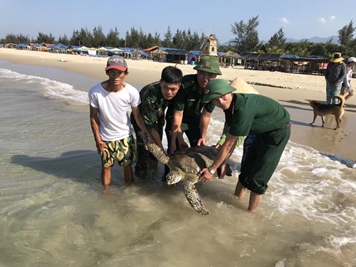 A 33kg Vich sea turtle released into sea