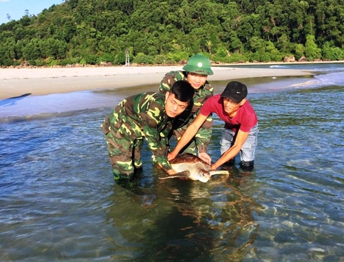 A 20-kilogram Vich sea turtle released into the sea