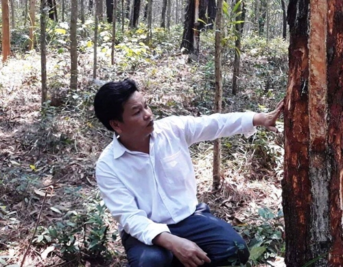 Điều tra làm rõ nhiều diện tích rừng thông bị phá hoại