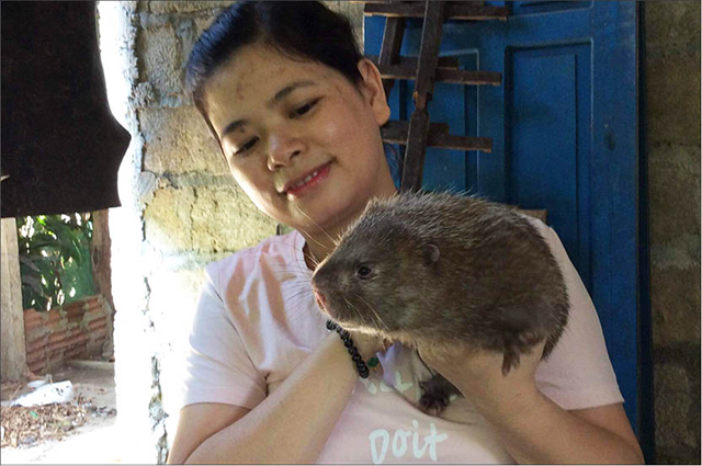 Quảng Nam Nuôi loài chuột khổng lồ ăn thì chẳng tốn mấy thịt nung núc  giá 500000 đồngkg  Báo Gia Lai điện tử