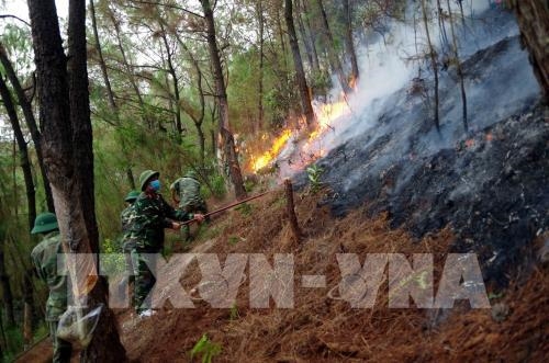 Cháy trên 100 ha rừng tại các tỉnh miền Trung