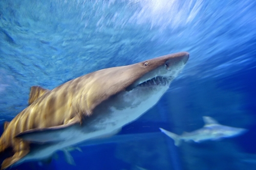 Cá mập Địa Trung Hải đứng trước nguy cơ biến mất