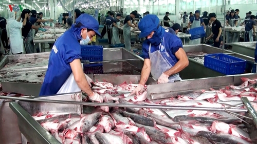 Giá cá tra giảm chạm đáy, mục tiêu xuất khẩu thuỷ sản 10 tỷ USD gặp khó