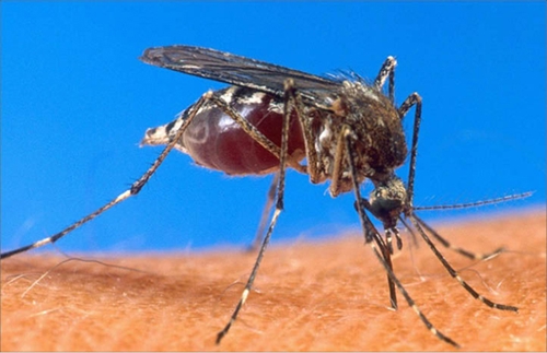 WHO Cuộc chiến chống bệnh sốt rét đang đình trệ