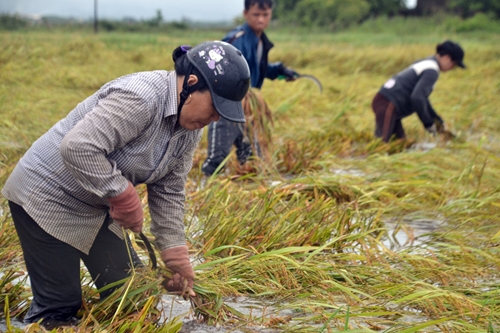 Nông dân Phú Lộc gặt lúa chạy lũ