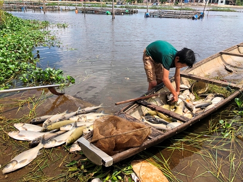 Cá nuôi của người dân 2 xã Thủy Tân  Thủy Phù chết chưa rõ nguyên nhân