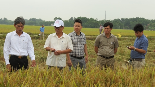 Giới thiệu một số giống lúa mới có triển vọng tại huyện Phong Điền