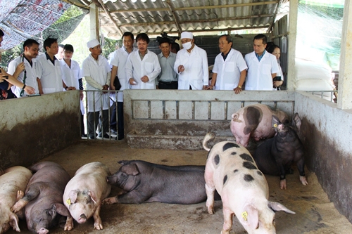 Chăn nuôi an toàn sinh học, phát triển đàn lợn sau dịch