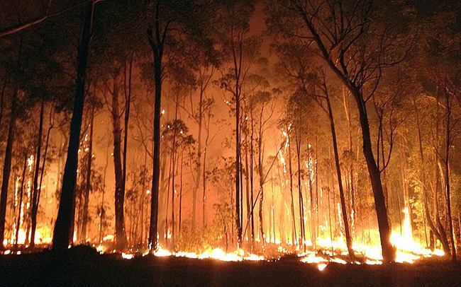 Cháy rừng Nguyên nhân hậu quả và các biện pháp ngăn ngừa
