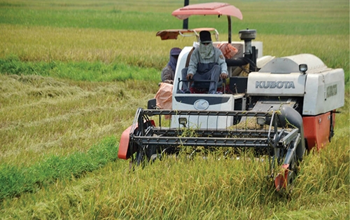 Nhân rộng mô hình sản xuất cánh đồng mẫu lớn ở Phú Lộc