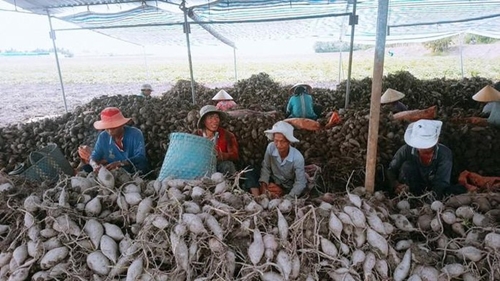 Nông sản Việt mất đường sang Trung Quốc vì virus corona