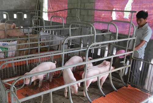 Tái cơ cấu chăn nuôi lợn - Bài 1 Thách thức