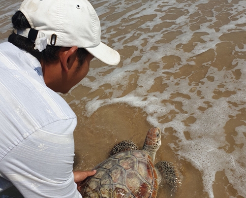 A valuable and rare sea turtle released back to marine environment