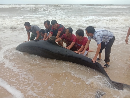 Rescuing dolphin washed ashore