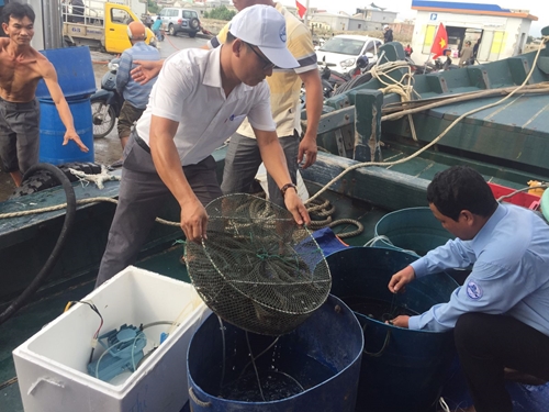 Releasing more than 1,800 mature tiger shrimp into Thuan An sea