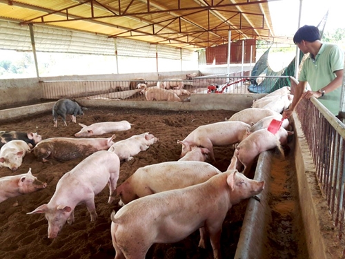 ADB Dịch tả lợn châu Phi gây tổn thất từ 55 tỷ - 130 tỷ USD cho châu Á