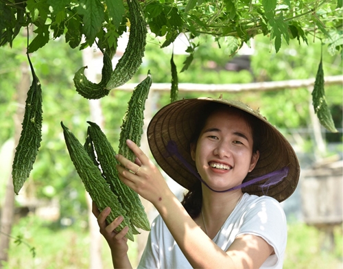 Vinh Thanh bitter melon