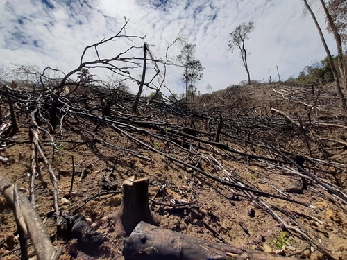 Khởi tố hình sự vụ phá rừng đầu nguồn sông Bồ
