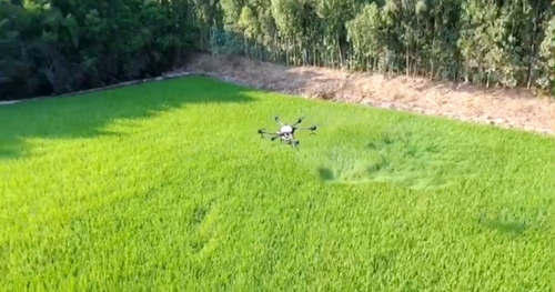 Sử dụng thiết bị bay không người lái phun thuốc bảo vệ thực vật