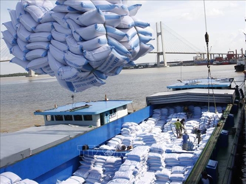 Giá gạo xuất khẩu Việt Nam vươn lên dẫn đầu thế giới