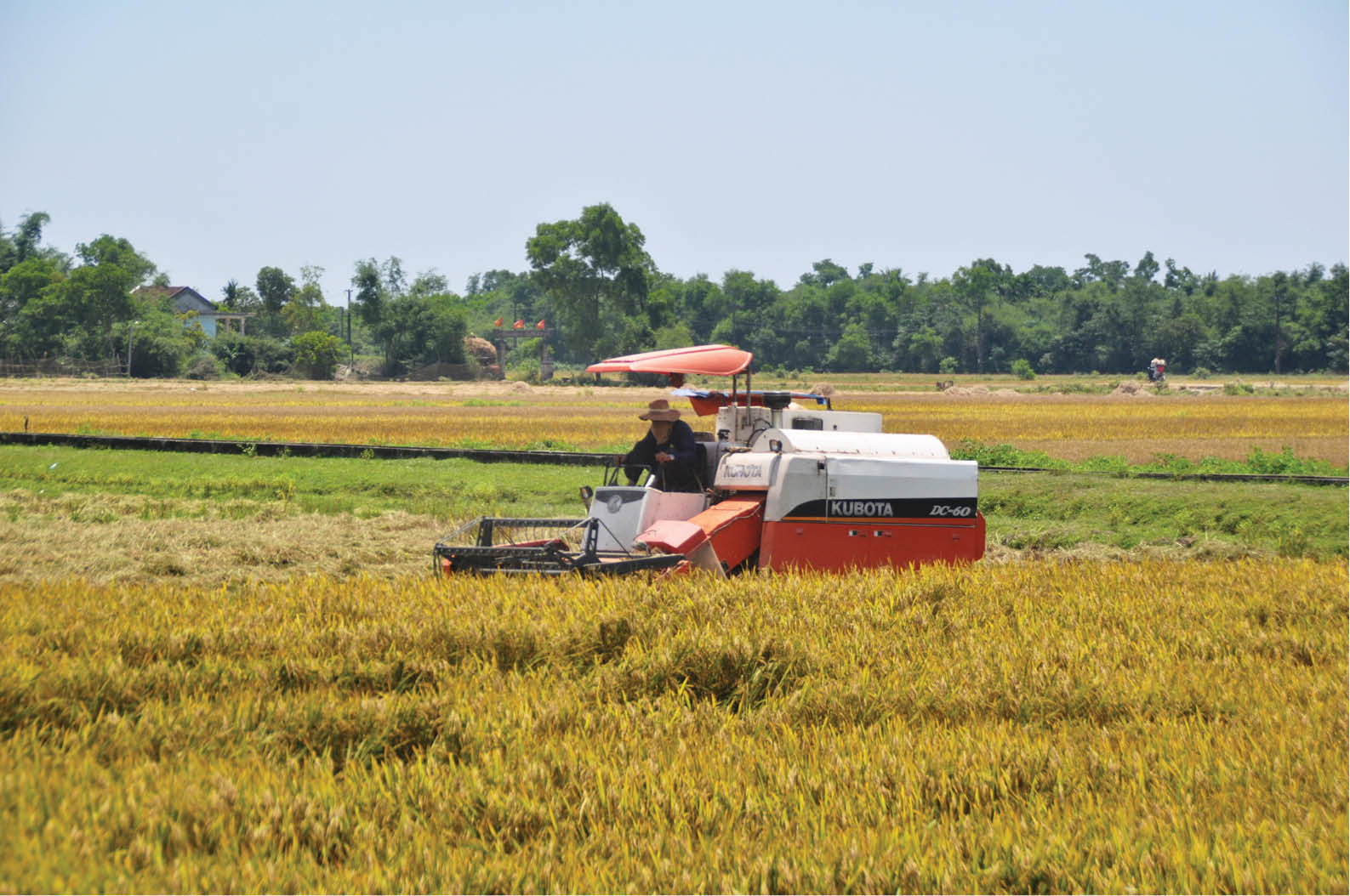 Đẩy nhanh tiến độ thu hoạch lúa hè thu.