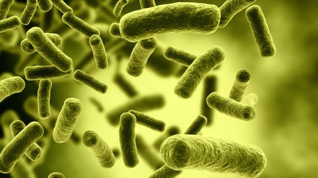 Vi khuẩn gây bệnh ngộ độc thịt (Clostridium Botulinum)