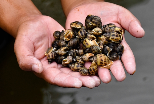 Commercial sweet snails - A new direction for inefficient shrimp ponds