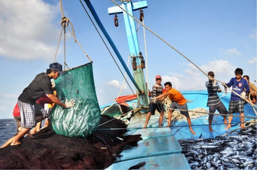 Việt Nam được khen ngợi về nỗ lực chống đánh bắt cá bất hợp pháp