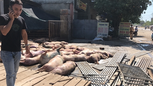 Xử lý số lợn chết từ hố chôn trôi ra sông Hương