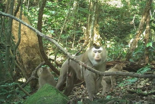 Discovering pig-tailed macaque after 2 years being released back to forest through camera trap