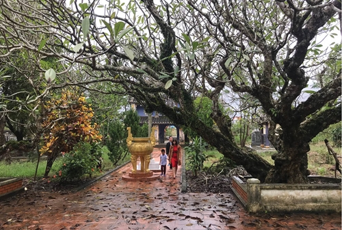 Visiting Giac Luong Pagoda to behold the frangipani tree of over 200 years old