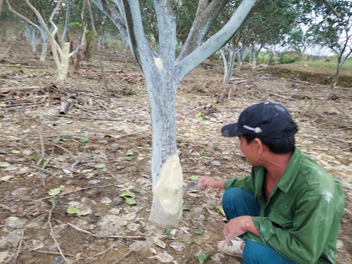 Giúp nông dân phục hồi cây thanh trà bị ảnh hưởng do mưa lũ
