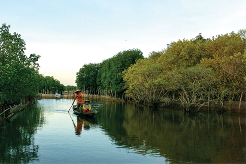 Ru Cha turned into Central Coast’s largest concentrated mangrove forest