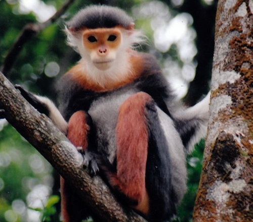 Tái thả về môi trường tự nhiên 106 cá thể động vật rừng